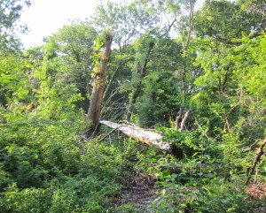 fallen tree1